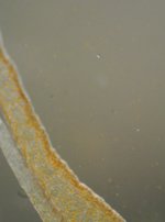 褐虫藻の共生しているイソギンチャクの写真1
