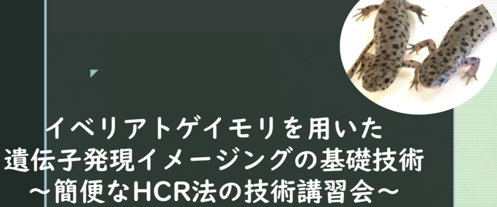 イベリアトゲイモリを用いた遺伝子発現イメージングの基礎技術 〜簡便なHCR法の技術講習会〜を開催します