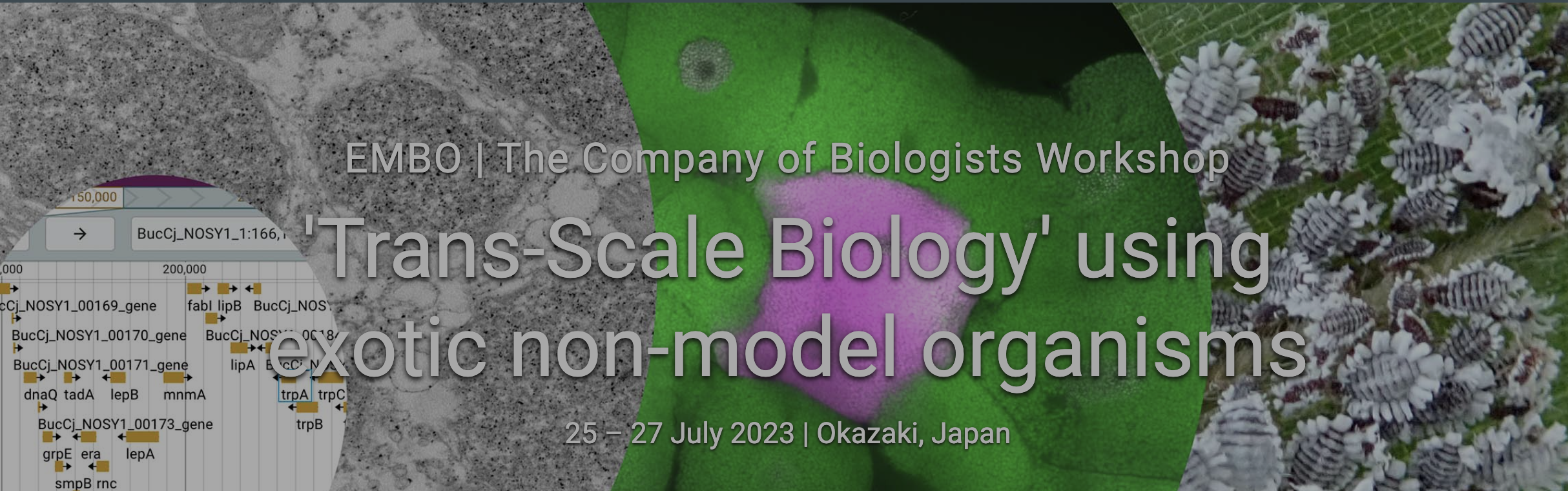 Call for participants for the EMBO | COB Workshop “Trans-Scale Biology using exotic non-model organisms”