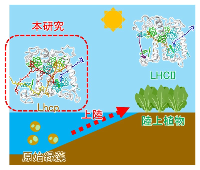 原始緑藻の集光タンパクの構造と機能に着目し海底環境に特化した光合成アンテナを発見