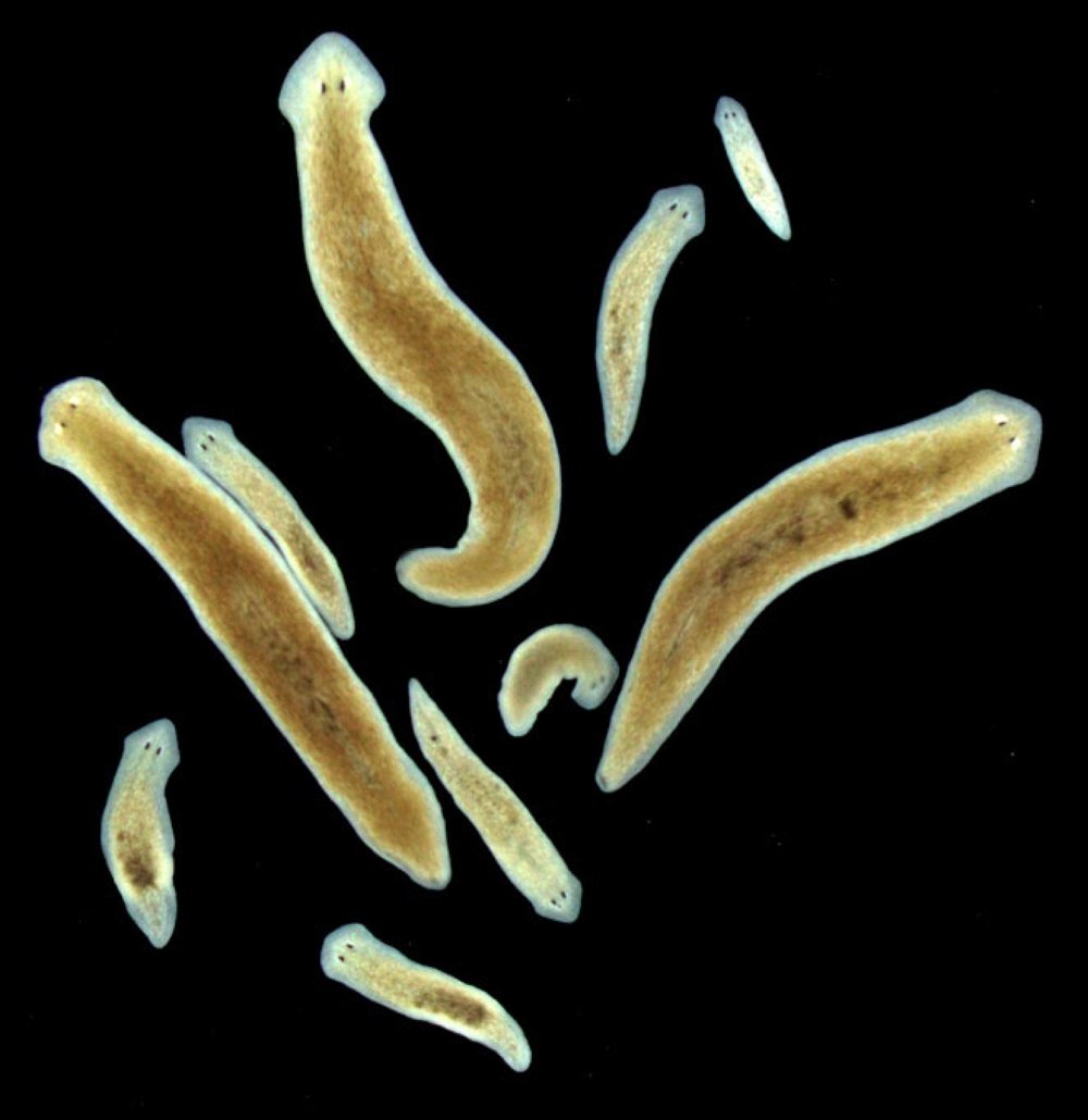 プラナリアの無性生殖から有性生殖への転換に必須な遺伝子を発見