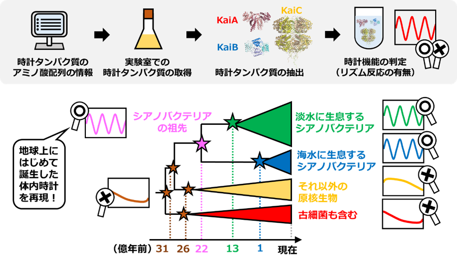 Research team traces evolutionary history of bacterial circadian clock on ancient Earth