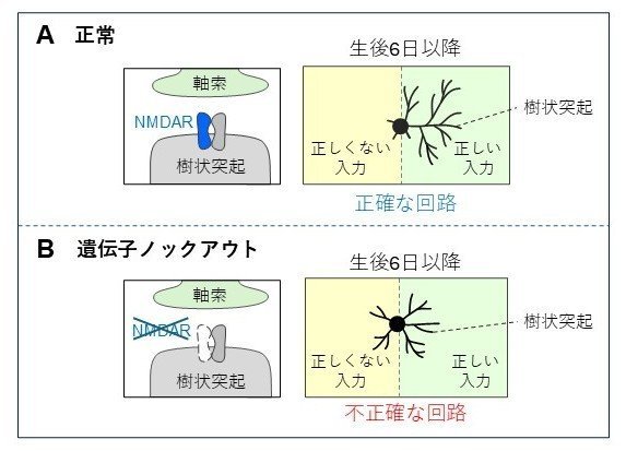 タンパク質急速除去が見出した、子どもの脳の発達の「新たな臨界期」