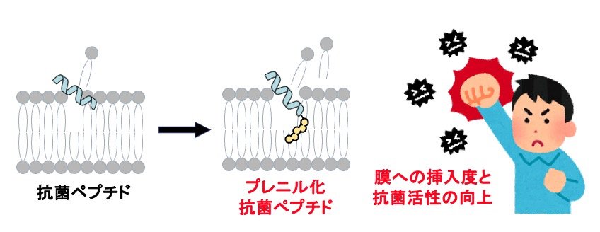 抗生物質の活性を高める新酵素を発見 〜AIを活用した構造最適化により酵素機能強化にも成功〜