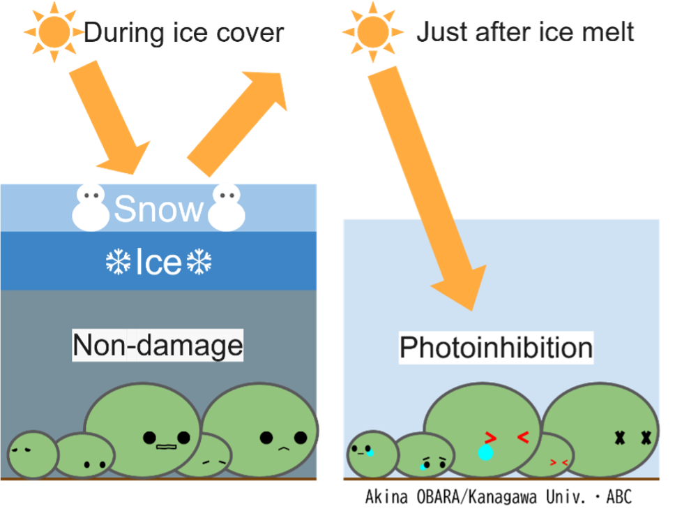 Beneath the Ice: Spring Sunlight Triggers Photoinhibition and Recovery in Lake Akan Marimo