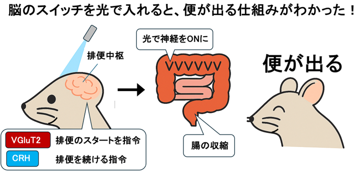 慢性便秘症に新たな突破口 ～排便をつかさどる脳中枢の仕組みを世界で初めて解明～