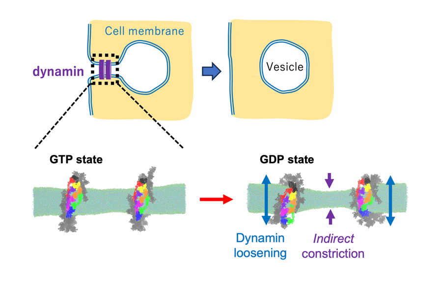 Simulations Reveal Protein ”Dynamin” Constricts Cell Membranes by Loosening Its Grip