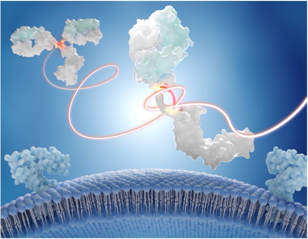 抗体全体のかたちと機能の鍵となるヒンジ領域 〜免疫反応をピンポイントで制御する抗体医薬の設計に期待〜