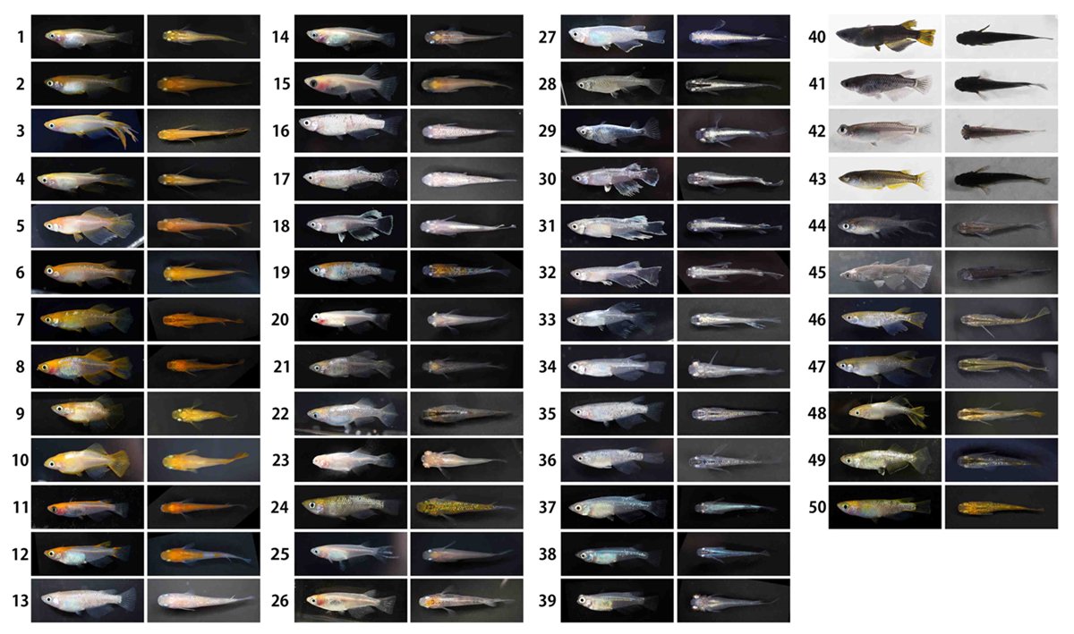 観賞用メダカがどこから来て多様な体の色や形を育んできたのか、 世界初の大規模ゲノムDNA解析によって明らかに ―関西・瀬戸内由来であることやヒトの不随意運動症との関連を発見―