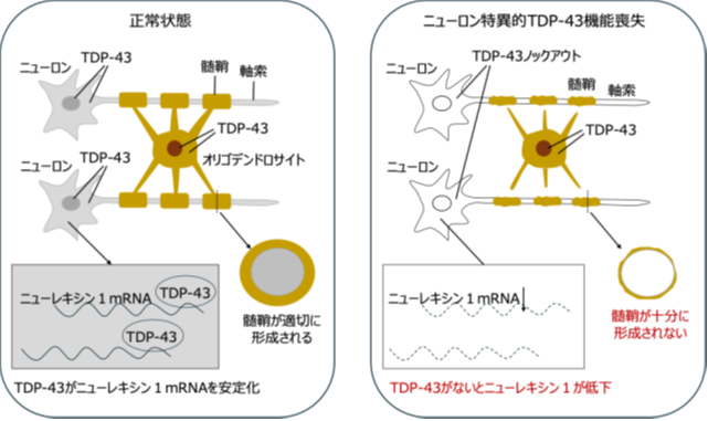 ALSの原因タンパク質TDP-43の新たな機能を発見