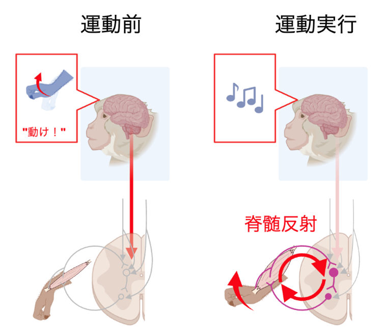 「巧みな手の動き」の主役は脊髄だった -- 随意運動制御における脊髄反射回路の役割を、神経細胞の働きとして実証 --