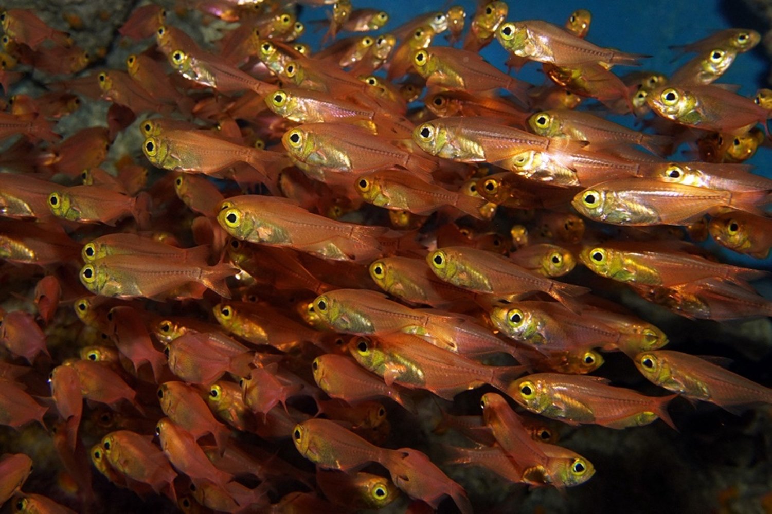 「盗んだタンパク質」で光る魚、全ゲノム解読に成功　－消化されないタンパク質の謎解明へ－