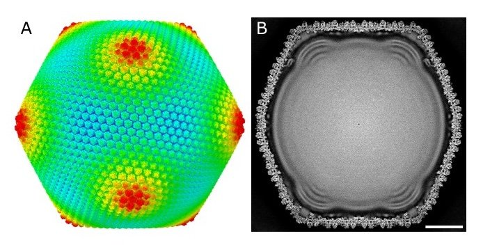 巨大ウイルスの構造を原子レベルで解明 〜 メルボルンウイルスのカプシド構造を 4.4 Å分解能で可視化 〜