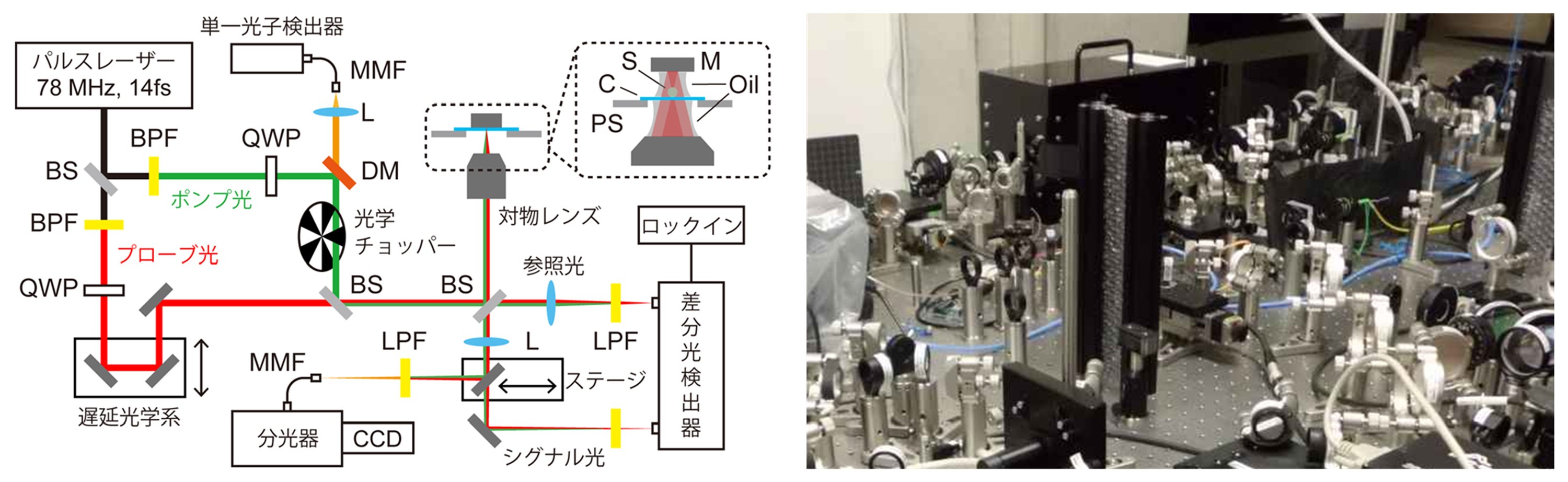 １粒子ごとの超高速分光で、光捕集アンテナの