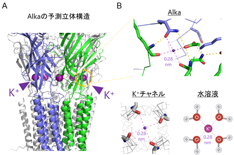 カリウムイオンがイオンチャネルのスイッチに！ ―細胞外カリウムイオンを感知して開閉するチャネル分子の発見―