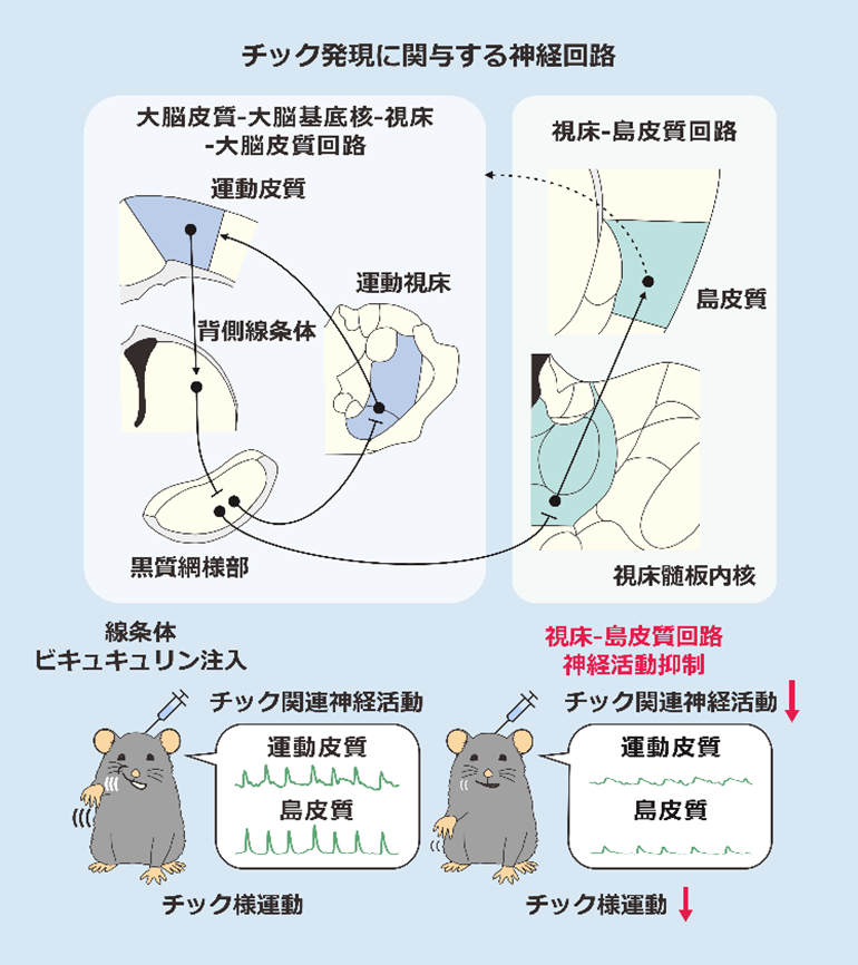心と身体をつなぐ神経回路の異常が「チック障害」を引き起こす －視床髄板内核と島皮質を結ぶマウス神経回路に着目－