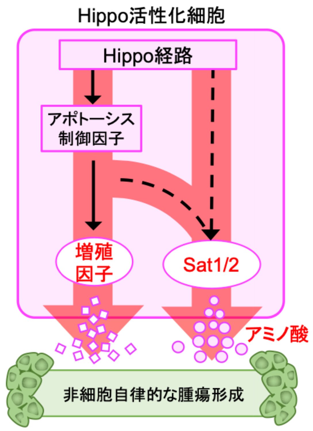 がんを抑制するはずのシステムががんの発生を誘導する！ ―細胞間コミュニケーションの新たな仕組みを解明し、がん治療戦略の提案に貢献―