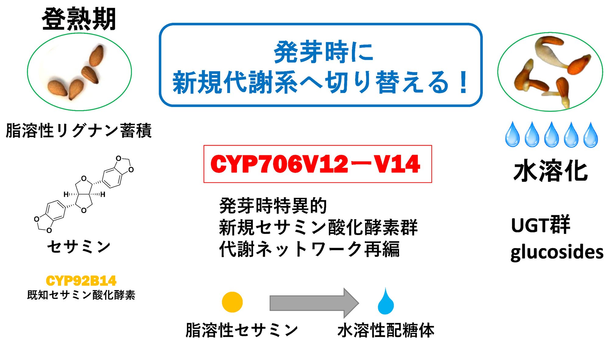 発達段階に応じたリグナン代謝制御機構を解明 ―ゴマは発芽時に代謝ネットワークを組み替える―