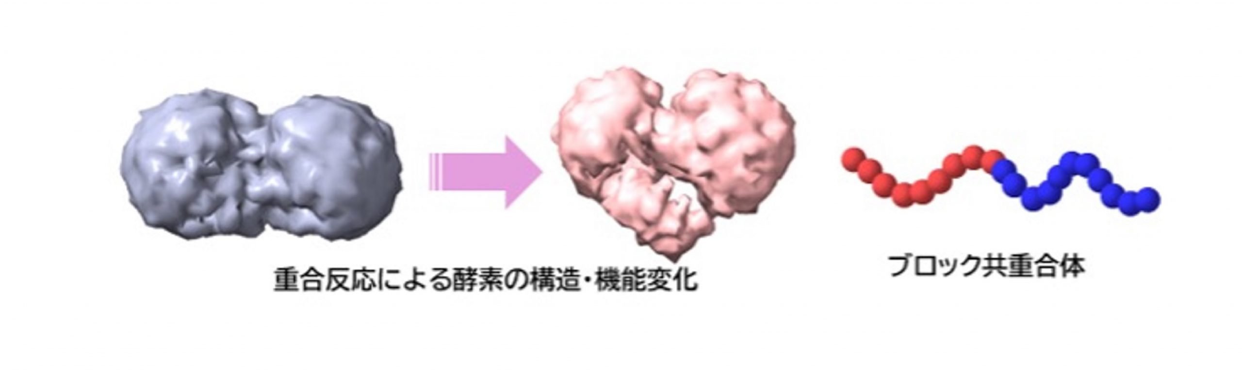 酵素の