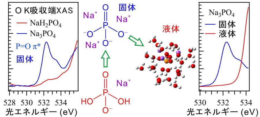 軟X線吸収分光法を用いたリン酸の二重結合性の観測に成功 －生化学反応の詳細なメカニズム解明に道筋－ （長坂将成助教ら）