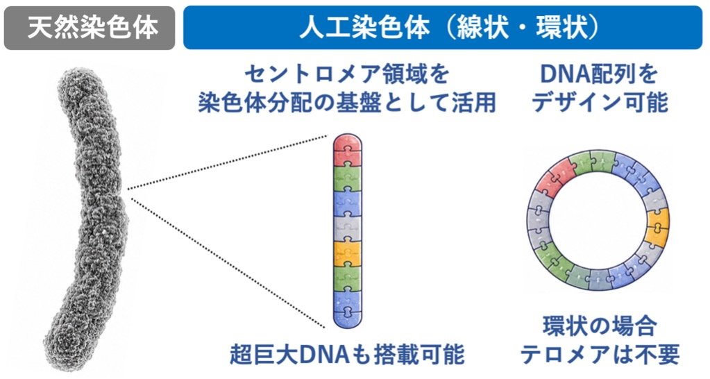 世界初、DNAバーコード入りのヒト人工染色体を開発 ～謎に包まれたセントロメアの内部構造を高精度に解読～