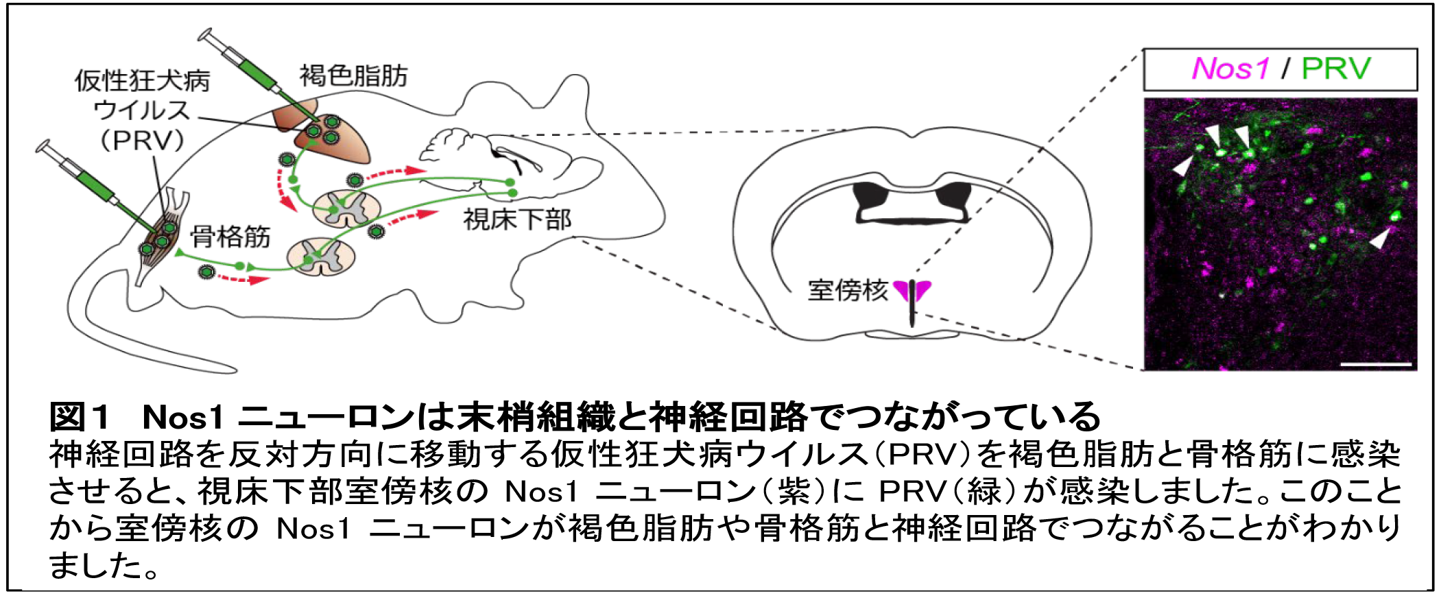 脳が全身の脂肪消費をコントロールする仕組みを解明 ― 生活習慣病の予防につながる新たな代謝制御メカニズムを発見 ―