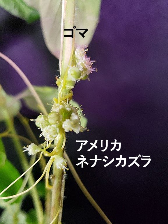 ネナシカズラがセサミンを作る遺伝子を他の植物から獲得した仕組みの一端を解明