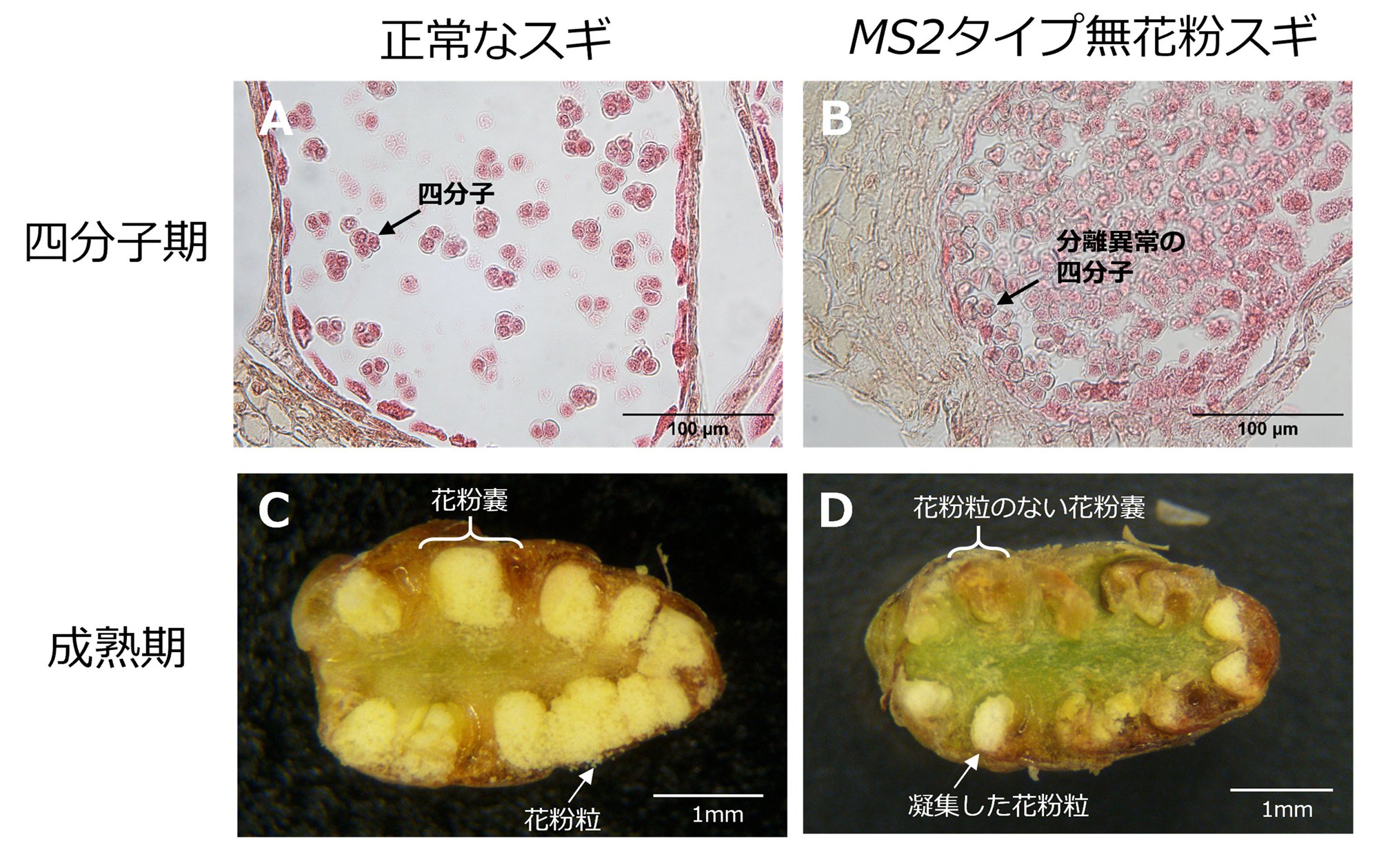 無花粉スギ（MS2タイプ）の候補遺伝子を同定 －花粉を作らない原因の解明に前進－