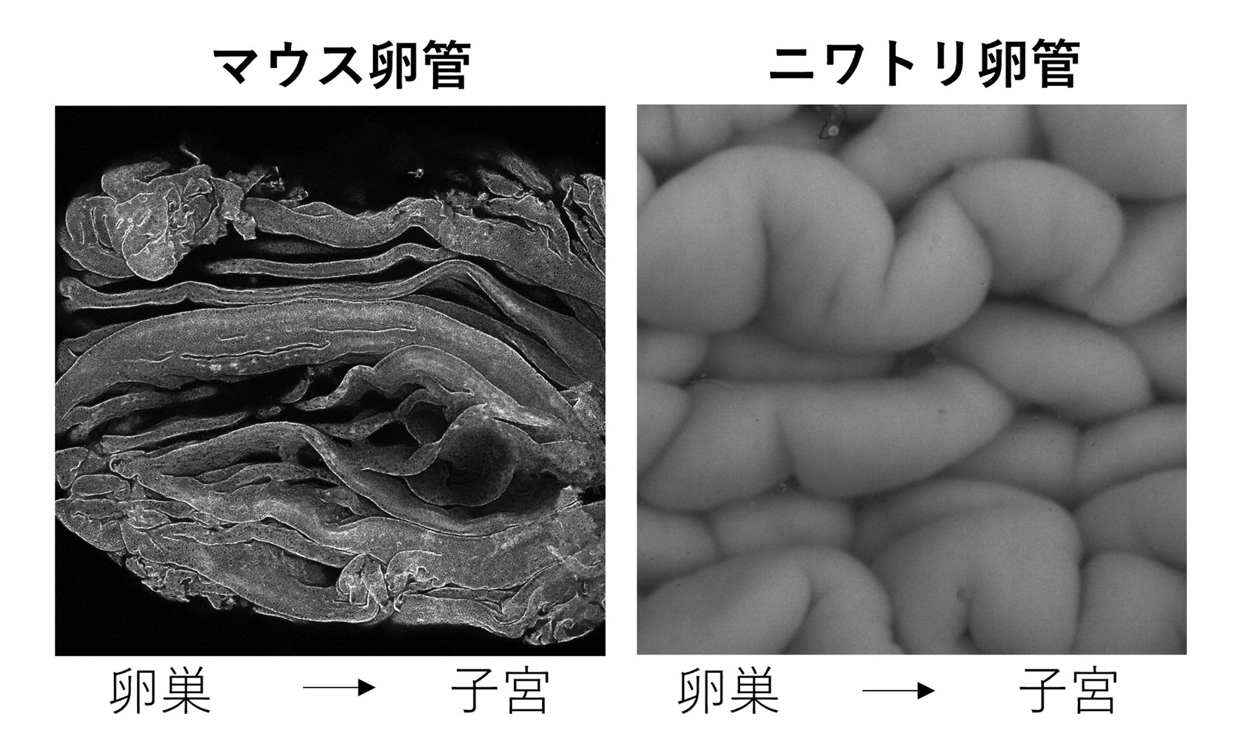 卵は卵管の中でどうやって運ばれる？ ～卵管の「ひだ構造」の役割の検証に成功