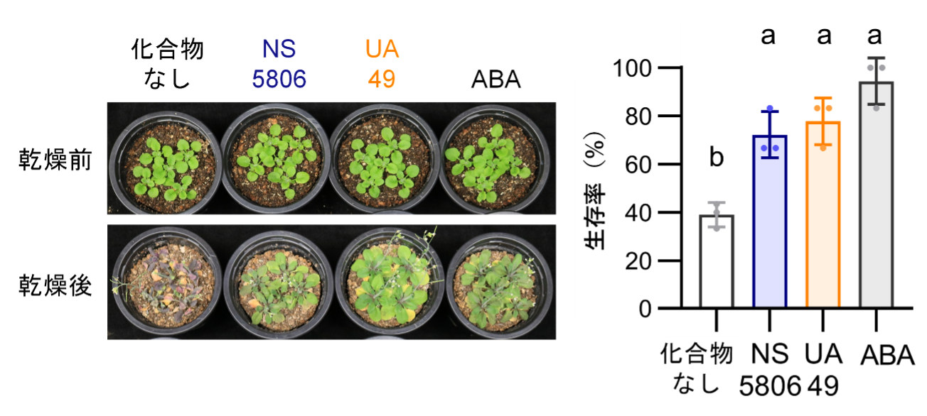植物の乾燥耐性を向上させる化合物の開発