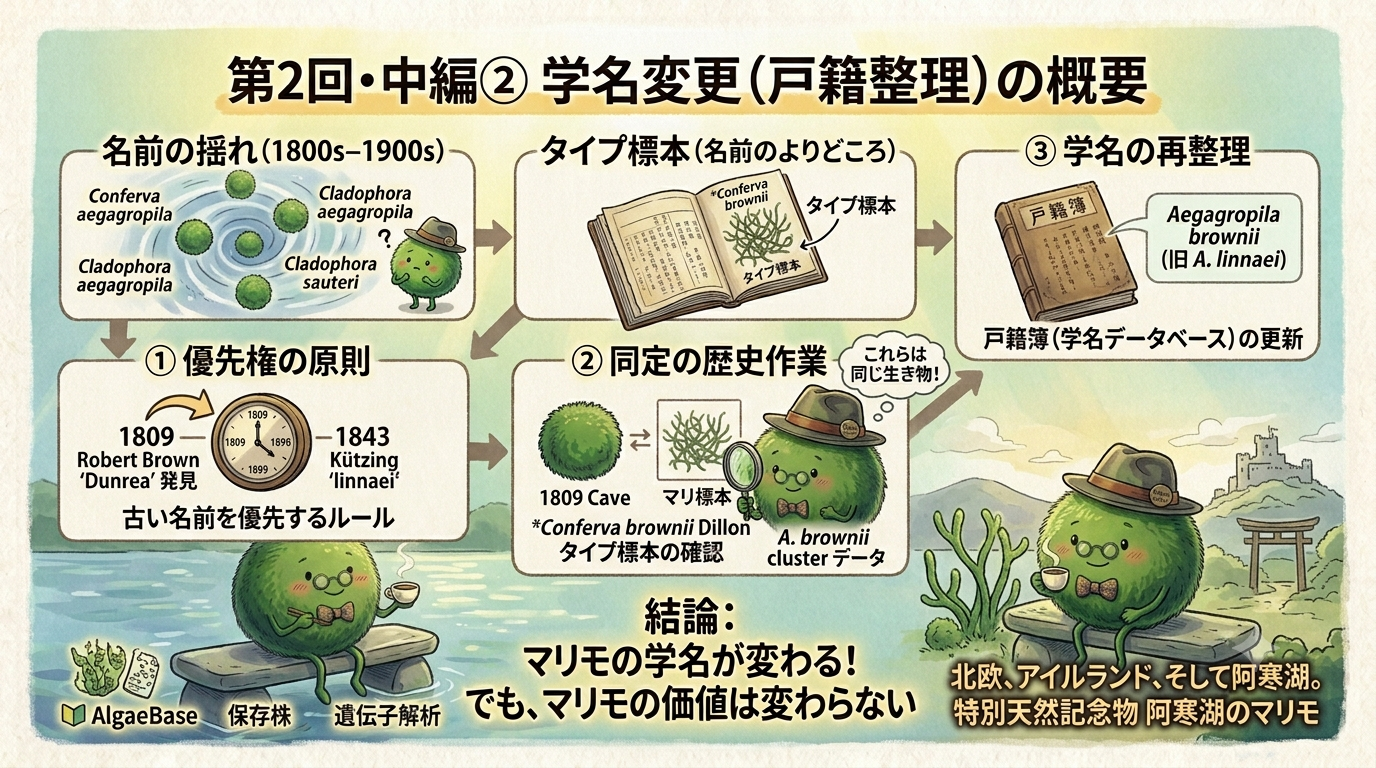 【連載 第２回中編】氷の下で眠るマリモの危機と復活　―世界に散らばるマリモ、湖底に眠るマリモの記憶②