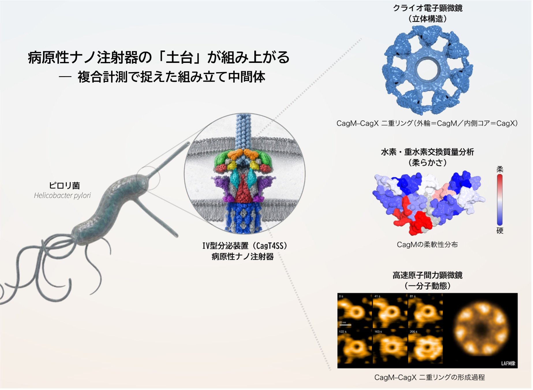 捉えた！胃がん原因菌ピロリ菌の病原性装置の形成過程 ～複合計測でリアルタイム可視化、 抗病原性戦略の開発に期待～