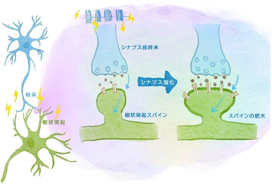 人工冬眠が明らかにする、長く刻まれる「記憶」のメカニズム 〜記憶の仕組みに関する長年の通説に疑問を投げ掛け、 長期記憶の保持にエングラム構造が重要な役割を果たすことを明らかにしました〜