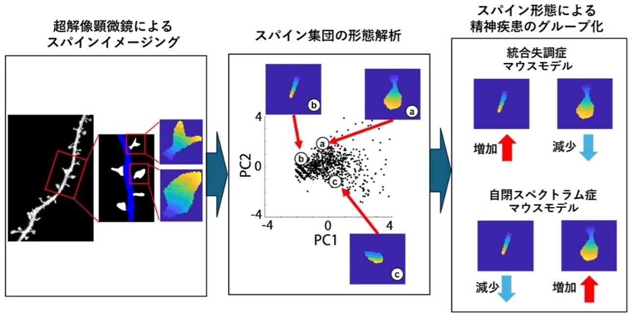 シナプスのナノ構造から精神疾患の特徴を読み取る －統合失調症と自閉スペクトラム症のシナプスに違い－