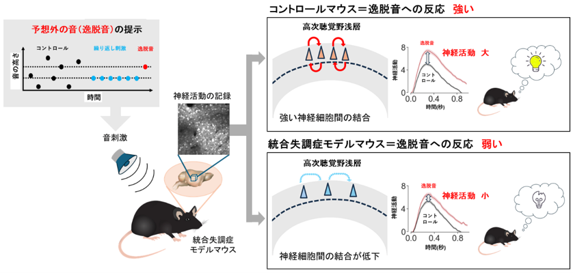 脳が予想外の音を的確に見つける仕組み －統合失調症に関連する聴覚回路障害の発見－