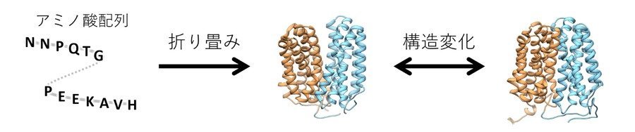 タンパク質構造予測AIの限界を突破し、構造変化の予測へ 〜ノーベル化学賞のAI技術AlphaFoldの問題点を解決〜 （岡崎グループ）