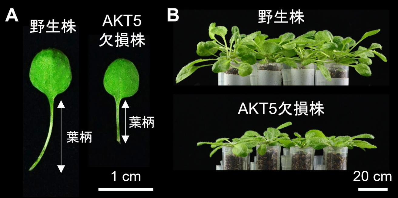 葉柄の伸長を介して植物の競争力を高める鍵分子を発見 ―謎だったK+チャネルの機能を解明―