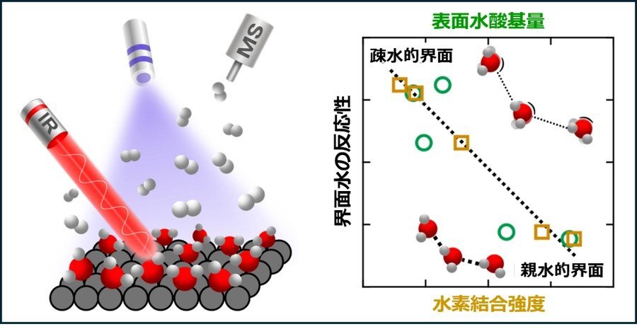 光触媒界面水の構造と反応性を分子レベルで解明！ ―界面水の状態を設計・制御し触媒性能を高める新たな指針― （杉本グループ）
