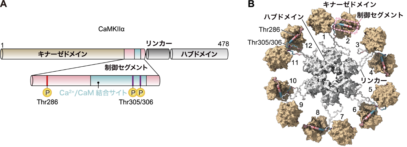 記憶を司るタンパク質CaMKIIの数珠つなぎを発見