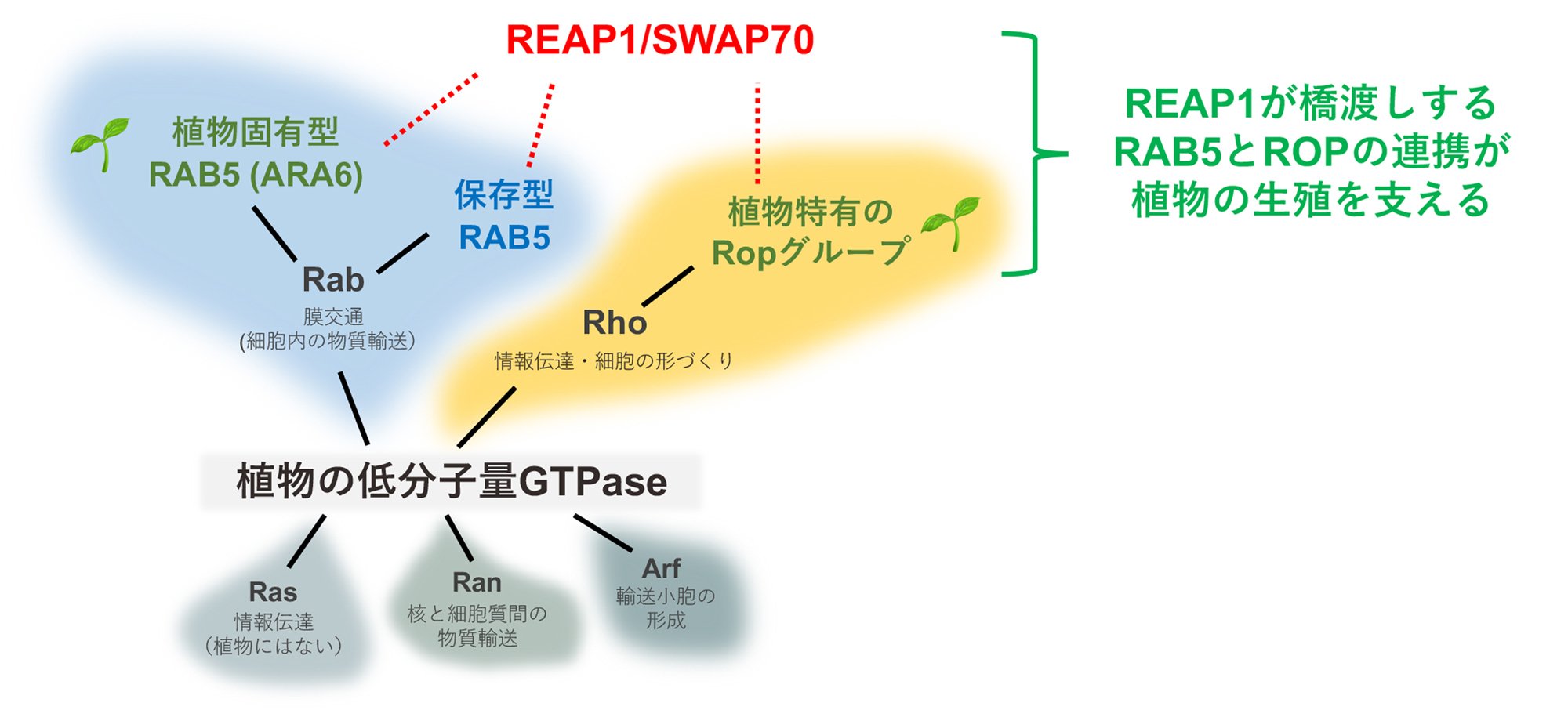 植物特有の低分子量GTPaseが連携する仕組みを発見 - 植物の生殖を支える新しい細胞内情報伝達メカニズム -