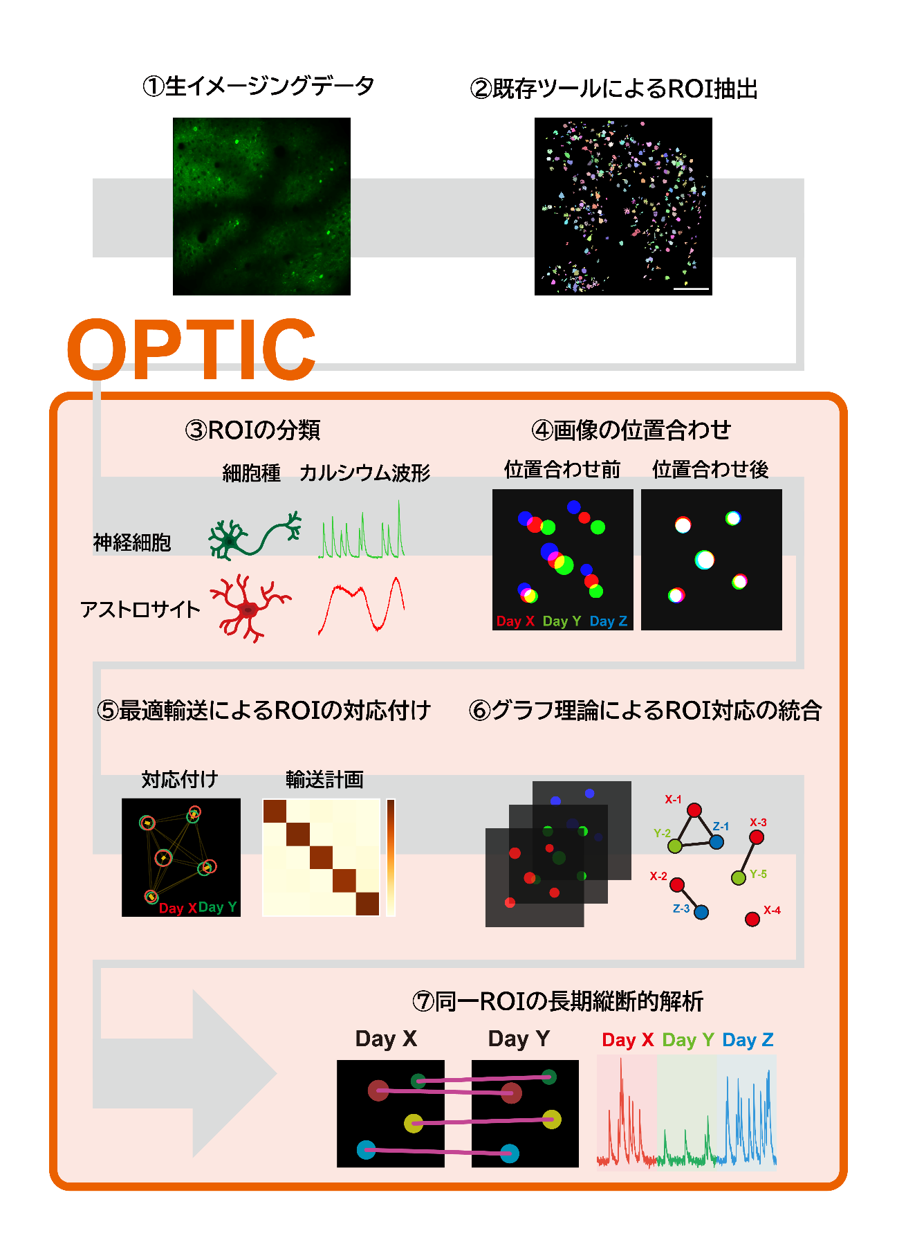 脳細胞の長期追跡を効率化する解析ツール「OPTIC」を開発 ―大規模・長期の脳イメージング研究を支援―