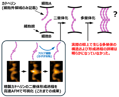 細胞間接着分子がつながる瞬間を膜の上でとらえた 細胞膜を模した人工脂質膜を用いて解き明かすカドヘリン複合体の結合過程