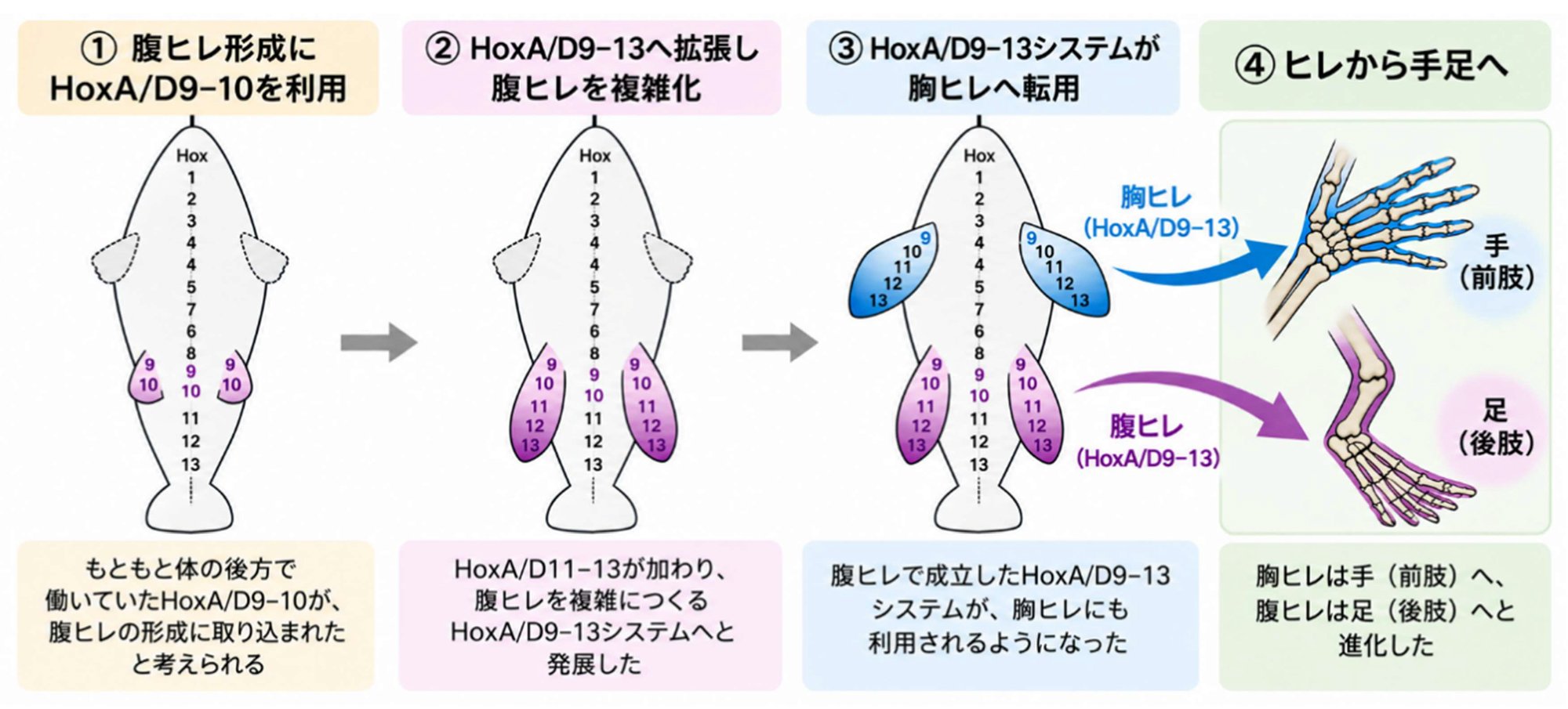 手足の複雑な形をつくる共通の仕組みは、腹ヒレから始まった －後方の腹ヒレから前方の胸ヒレへ、Hox遺伝子システムの進化モデルを提唱－