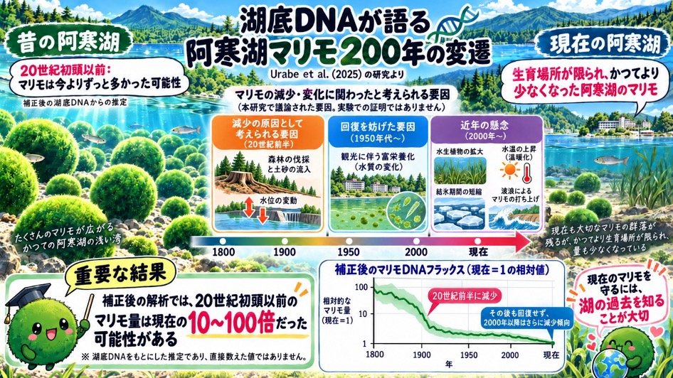 【連載 第２回中編】氷の下で眠るマリモの危機と復活　―世界に散らばるマリモ、湖底に眠るマリモの記憶③ 前半
