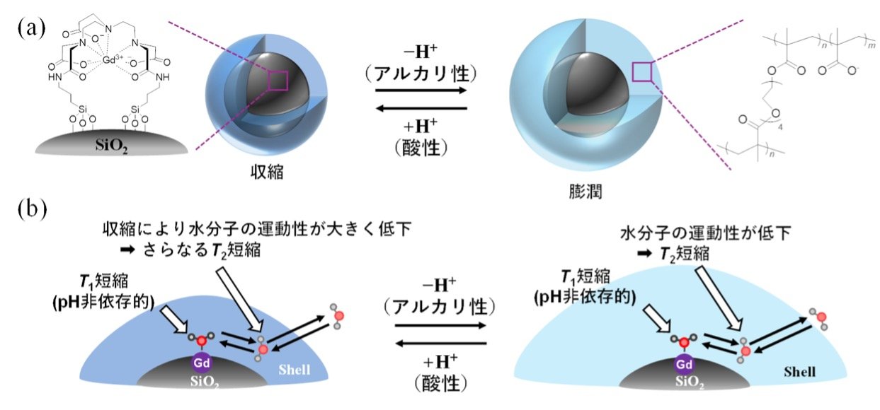MRIで体内pH定量を可能にするナノ粒子造影剤を開発 －がんと正常組織のpHの違いを定量できる造影剤を開発－