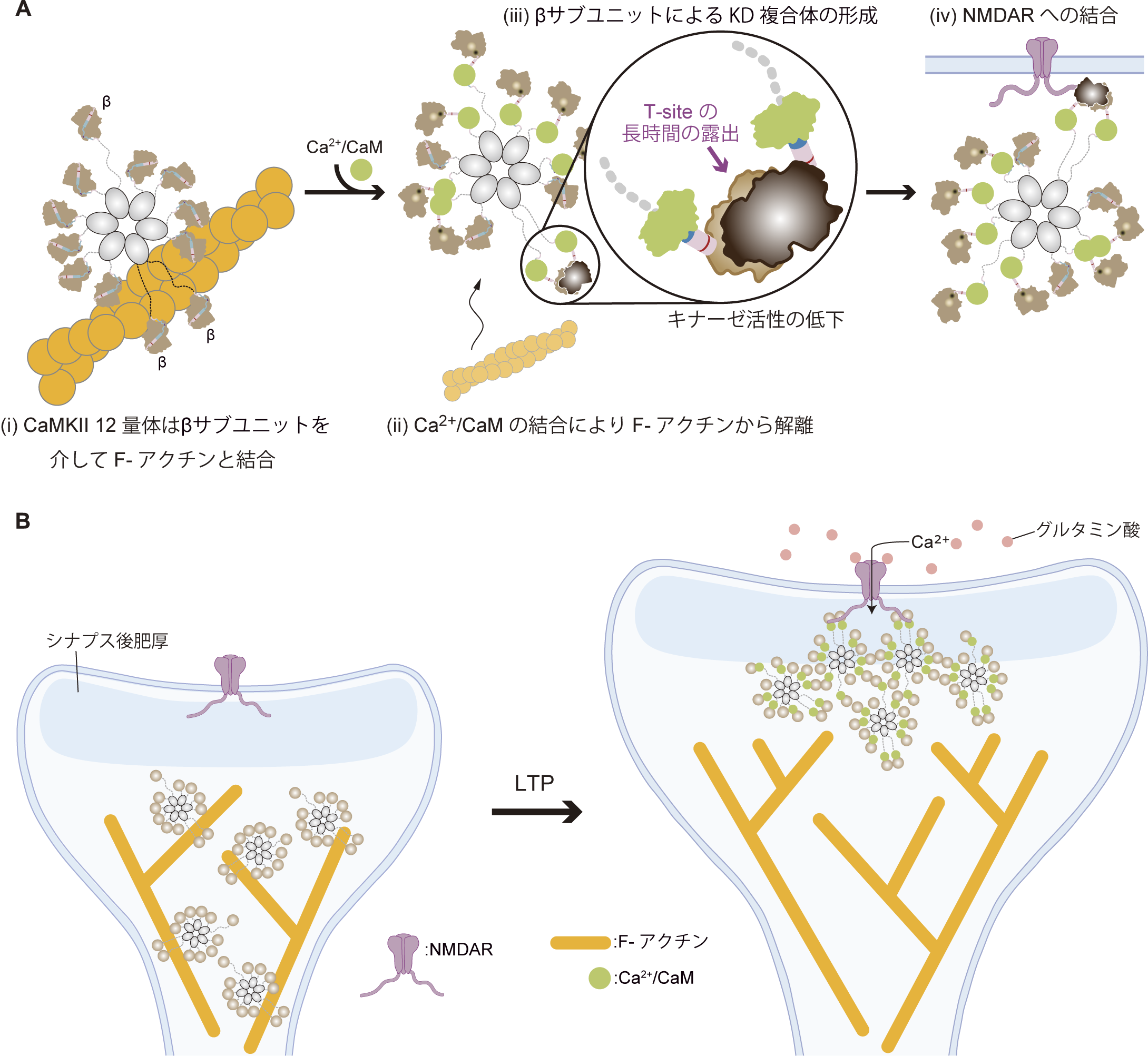 記憶を司るタンパク質CaMKIIのリング構造の新発見