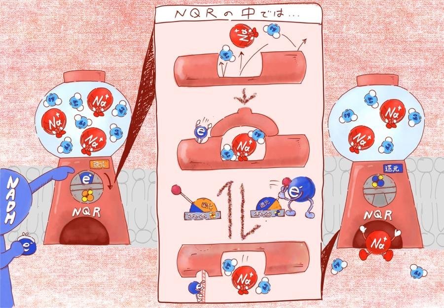 電子のやりとりに連動した構造変化が鍵！ コレラ菌の生育に必須のナトリウムポンプのはたらく仕組みを解明 （岡崎圭一グループら）