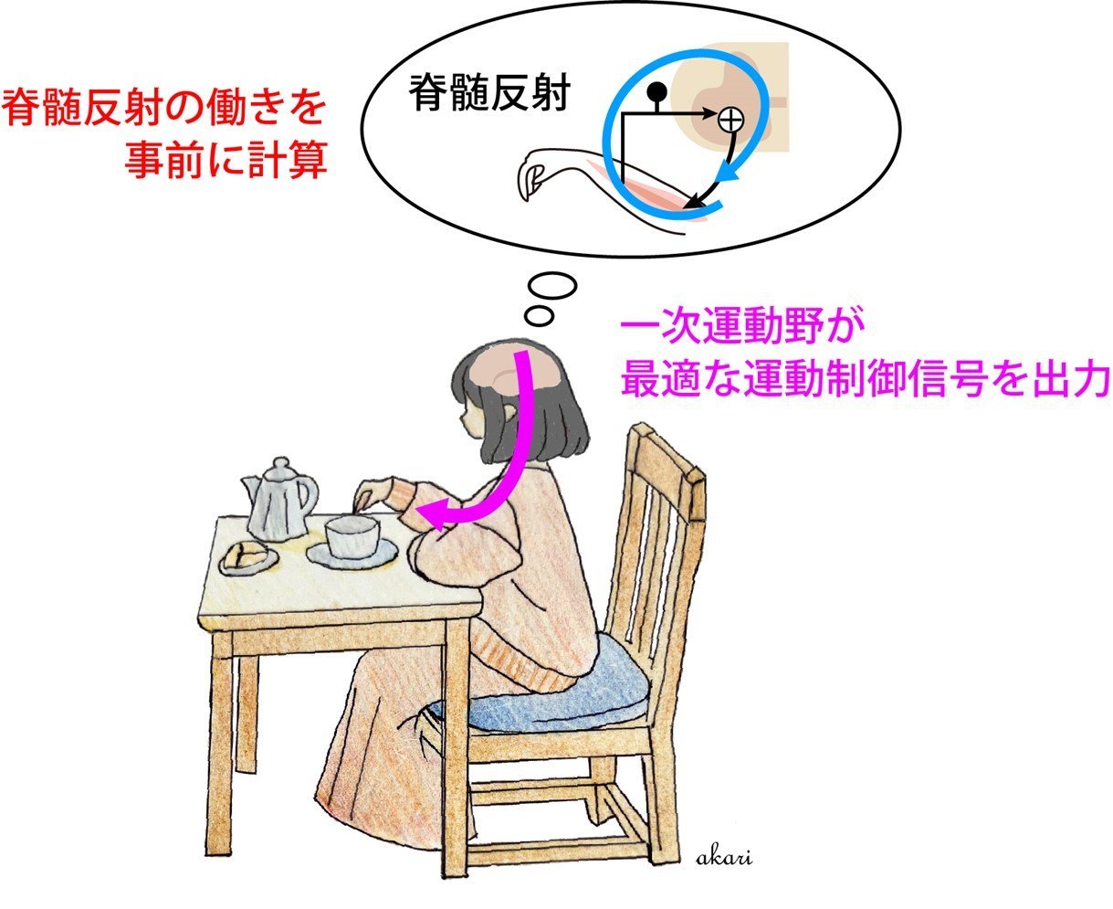 無意識的な反射を予測して、身体の動きを制御している ―運動制御の新たな神経メカニズムを解明―