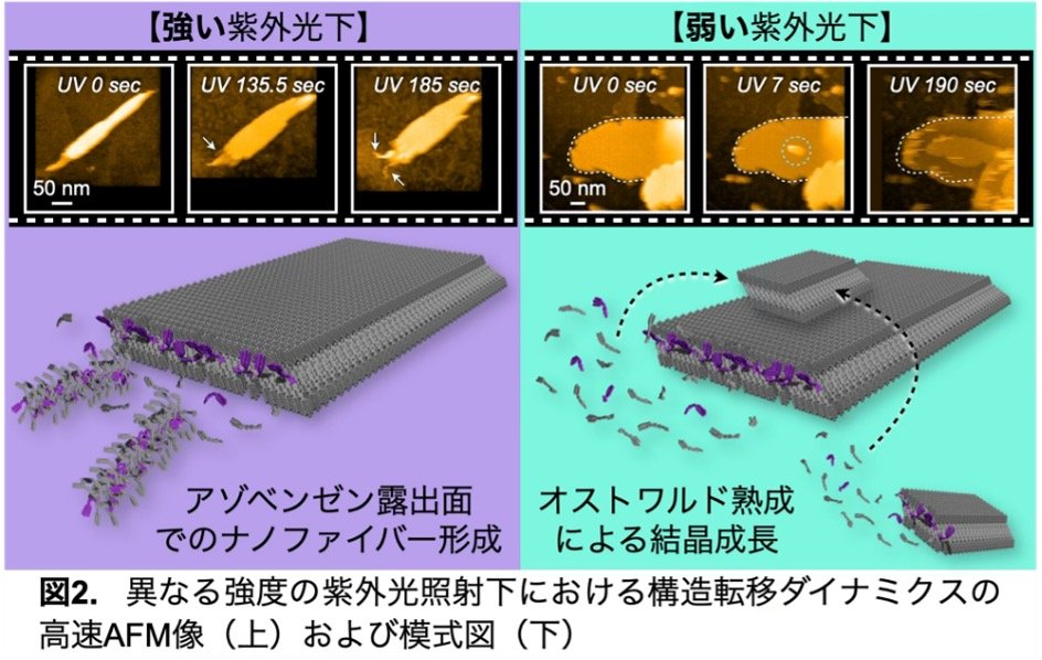 Light-intensity-dependent transformation of mesoscopic molecular assemblies