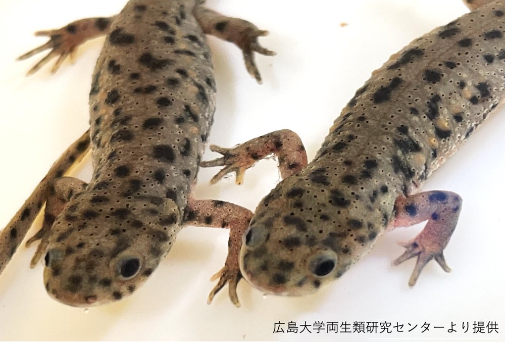 ヒトの７倍の巨大ゲノムを解読 ― イベリアトゲイモリが示す発生・再生・進化・行動の謎 ―